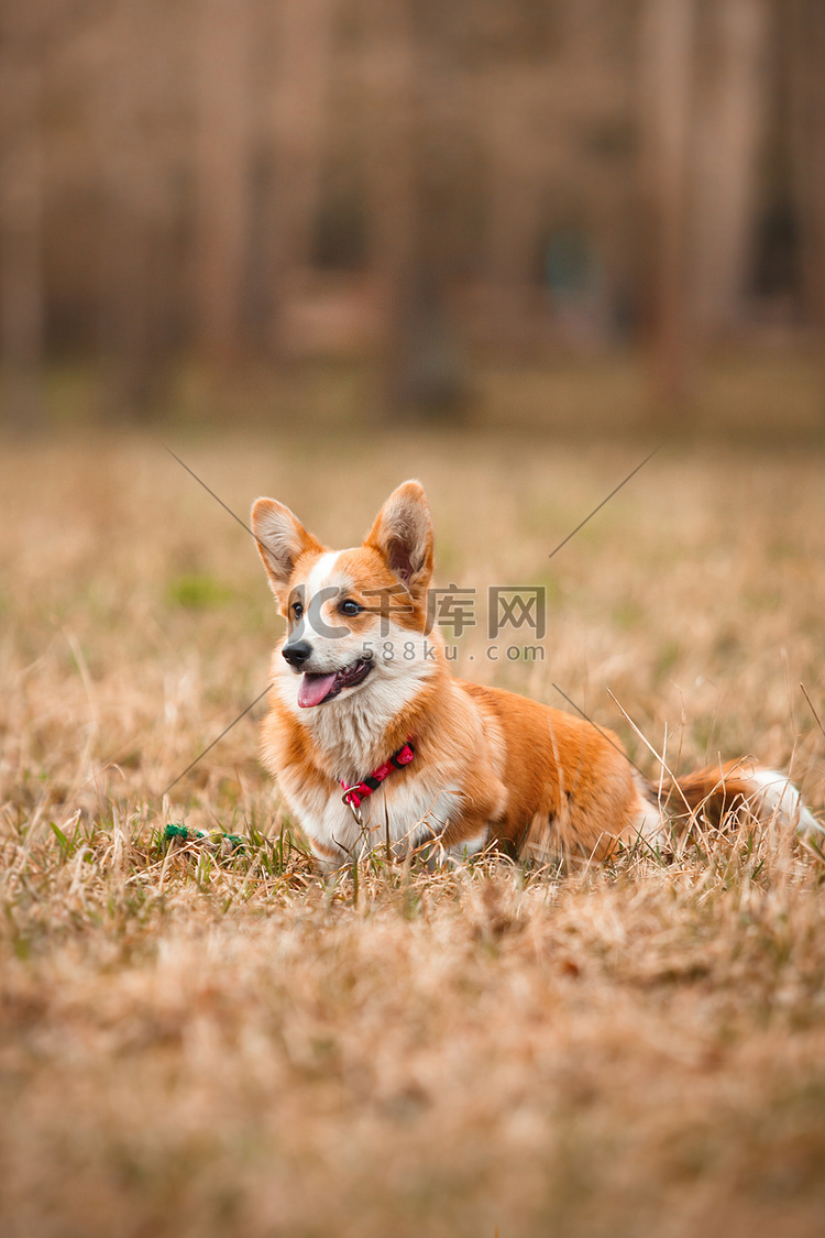 狗的品种威尔士柯基犬图片彭布罗