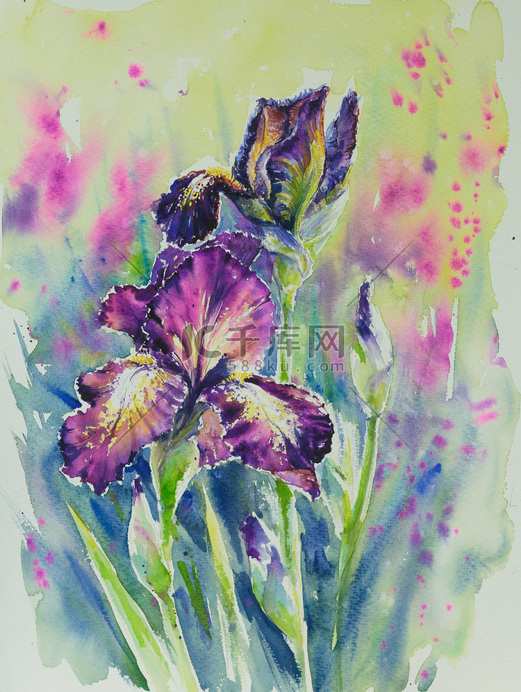 Iris watercolors painted