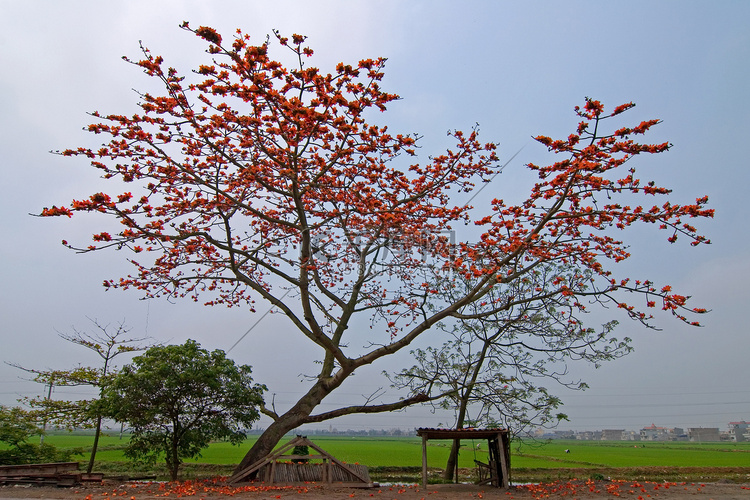 红色的丝绸棉树-拉丁文名称是木