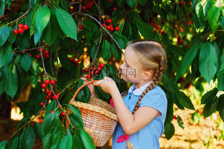 这孩子收集樱桃.一个漂亮的女孩