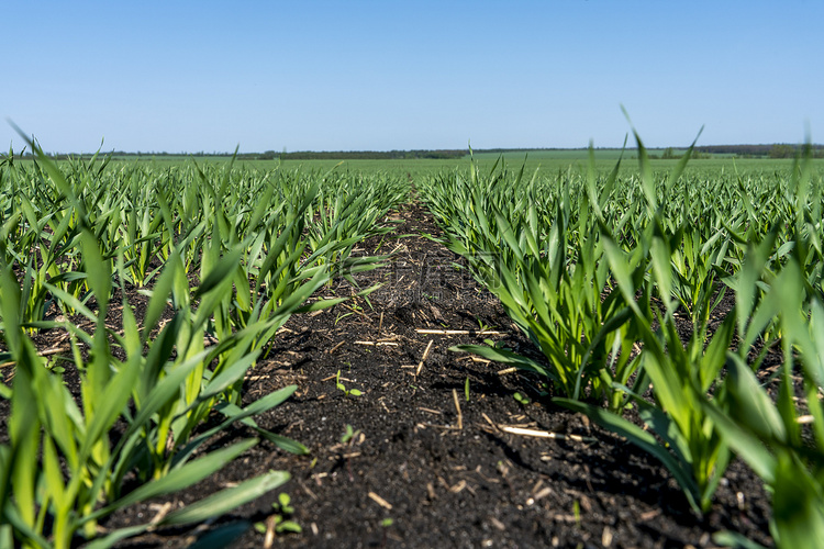 小麦幼苗生长在阳光斜坡上的田里