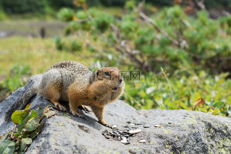 北极的地松鼠吃种子在岩石上。堪