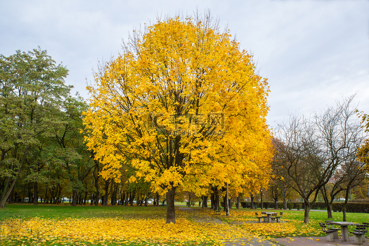 在公园的黄色树
