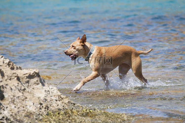 狗在水里玩耍