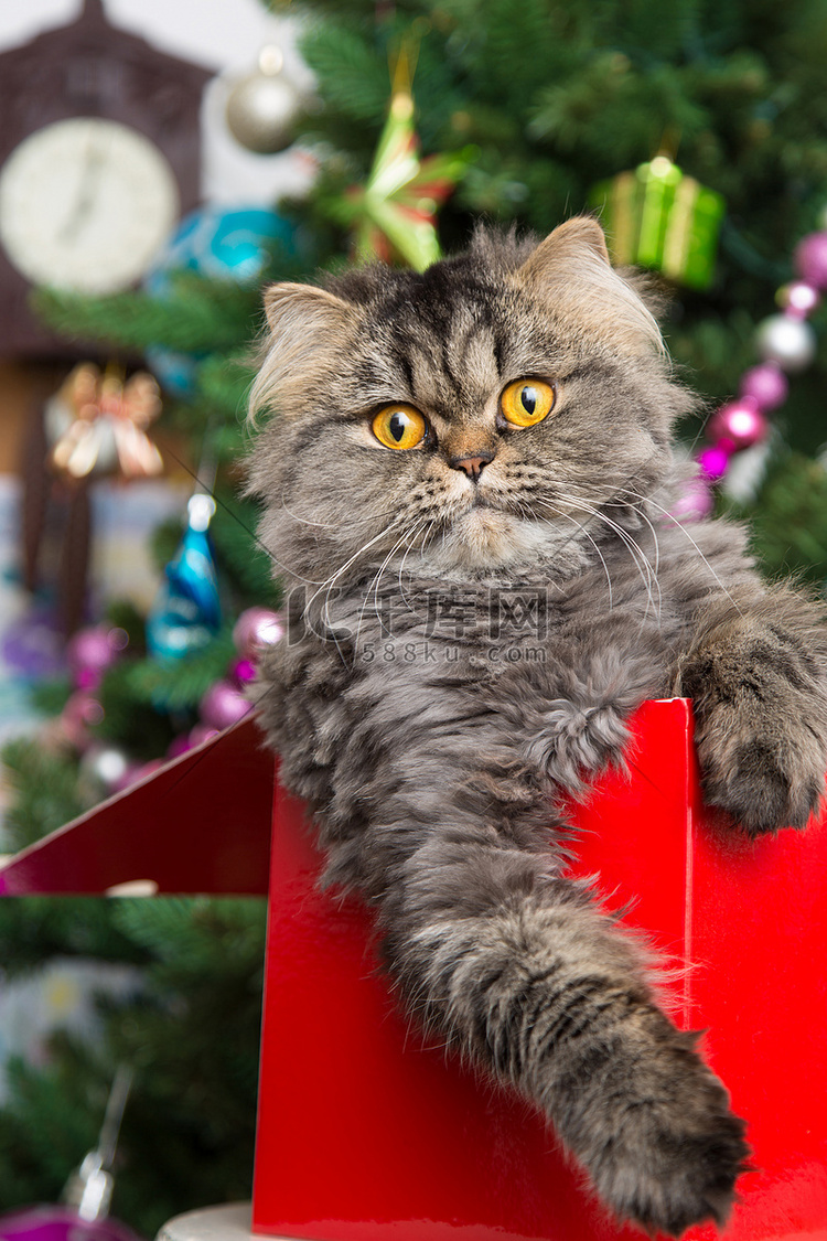 波斯的小猫正坐在圣诞树下的红色