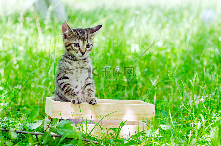 在木盒子里的小猫