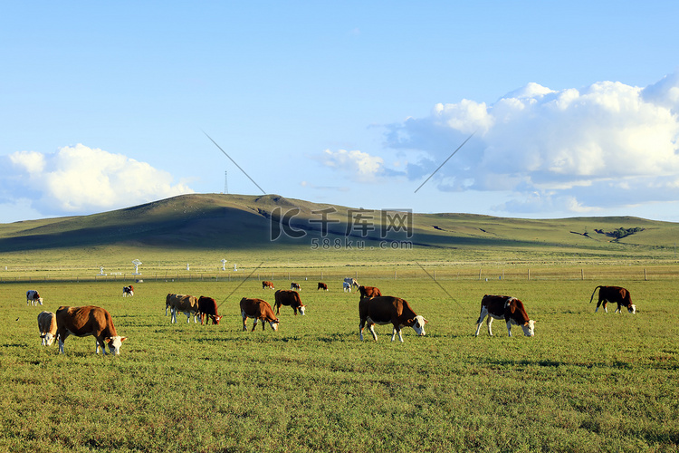 一群牛正在草原上吃草