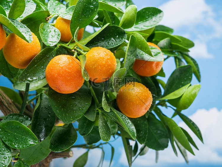  在树上成熟橘水果. 