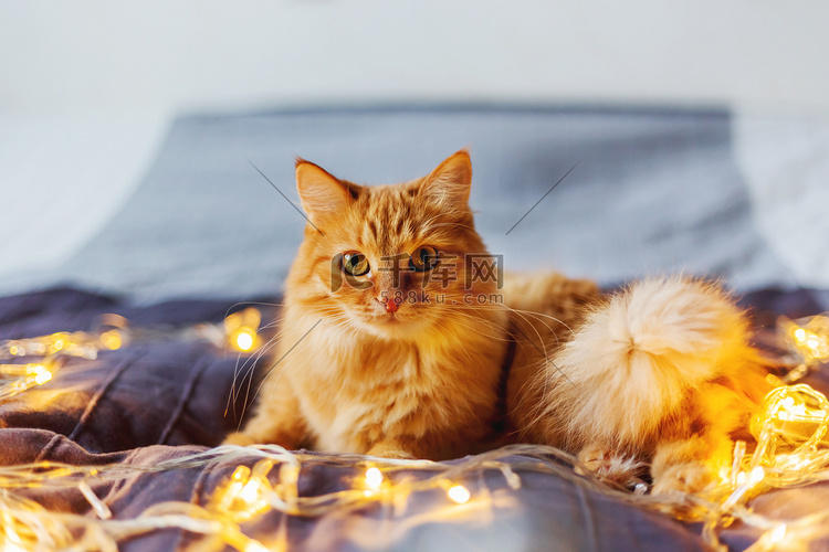 可爱的姜猫躺在床上闪闪发光的灯