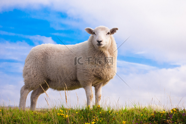 英国达特穆尔的孤羊. 