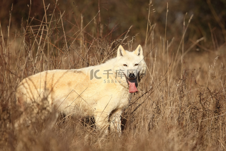 一种生长在森林前干草中的北极狼