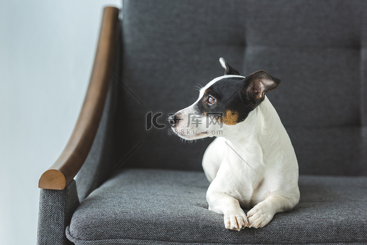 杰克罗素猎犬狗躺在沙发上在家