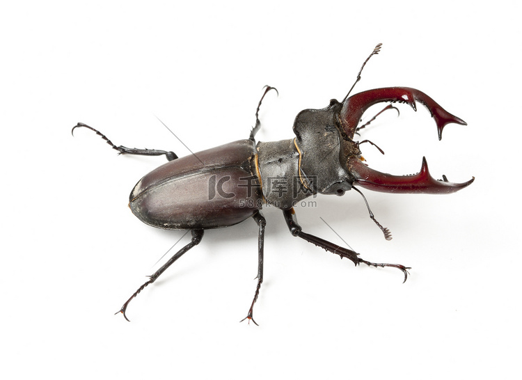 鹿角甲虫