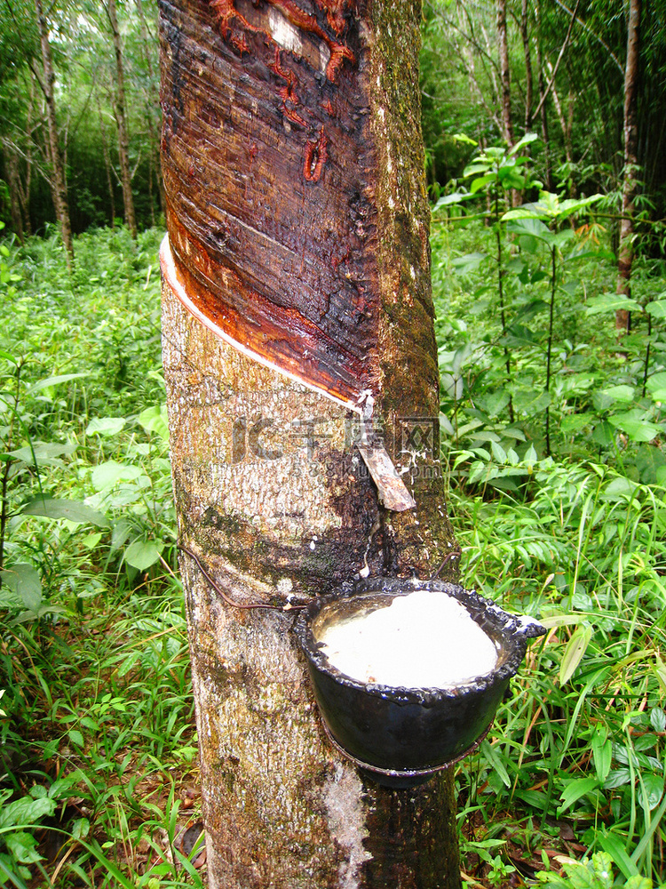橡胶树的乳汁流进一个木碗