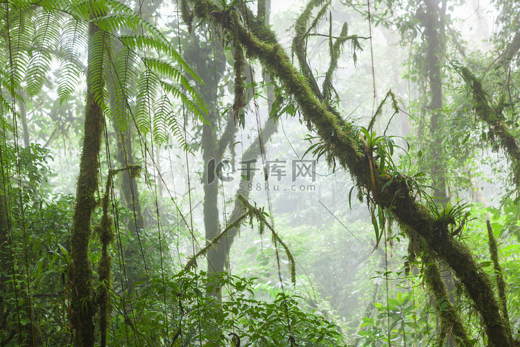雾雨林蒙特沃德云雾森林保护区