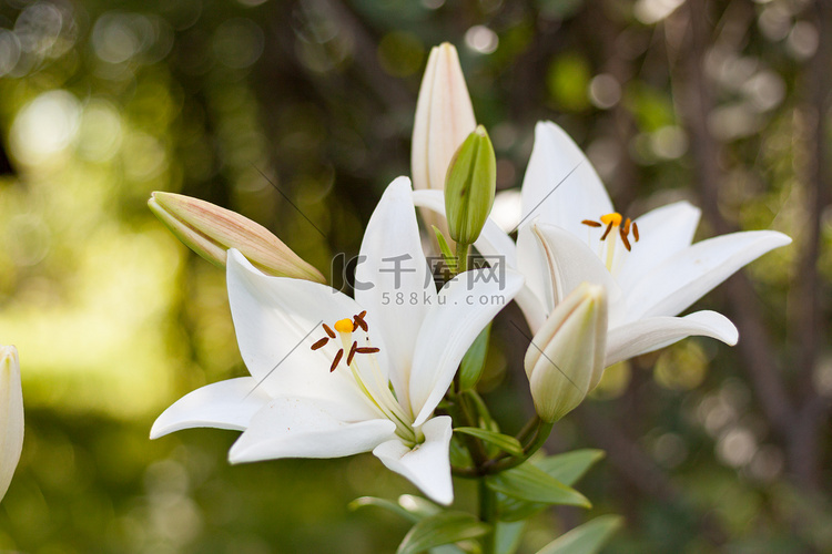 两个白色的百合花和芽的背景下,