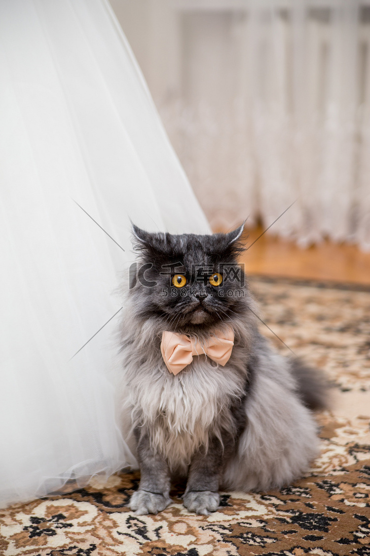 猫在结婚礼服附近的弓领带在新娘
