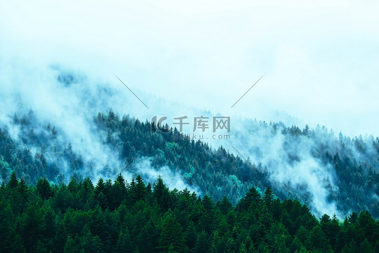 美丽的迷雾神秘山脉。雾云在松树