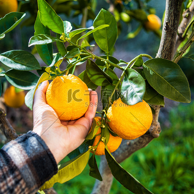在柑橘林中采摘橙子的农民的手的