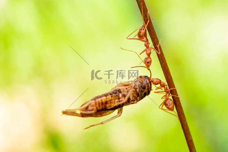 红蚂蚁，帮助在枝头大树上觅食的