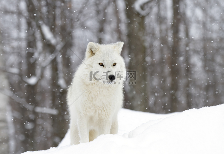 在加拿大寒冷的冬日，北极狼在雪
