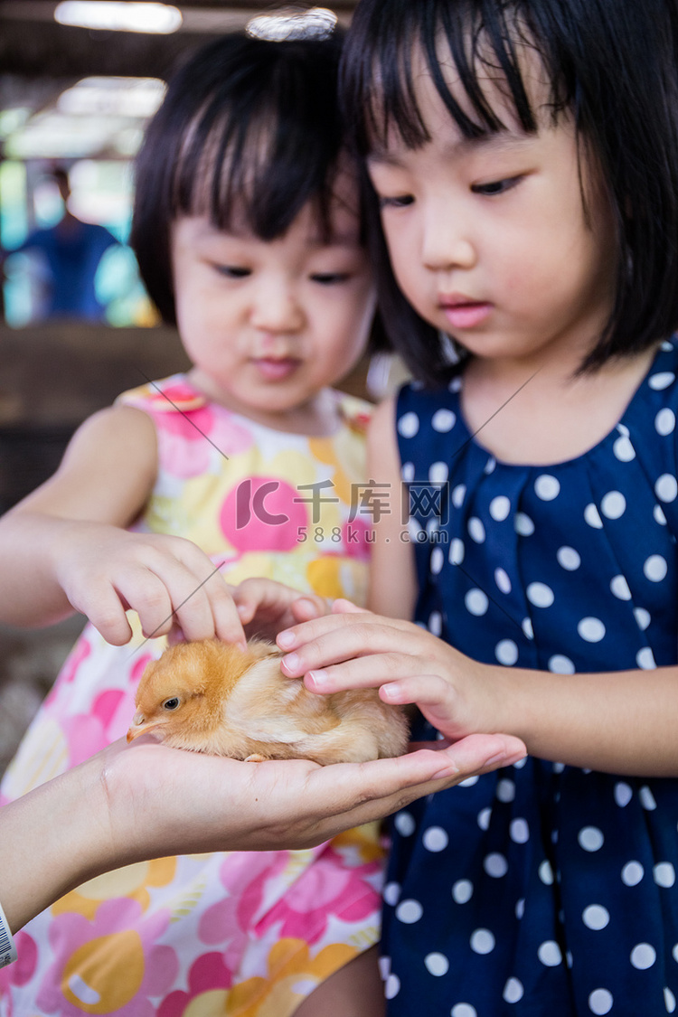 亚洲的中国小女孩触摸一只小鸡
