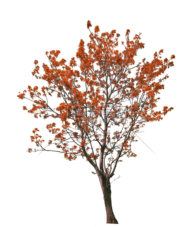 在白色背景查出的红色秋天树