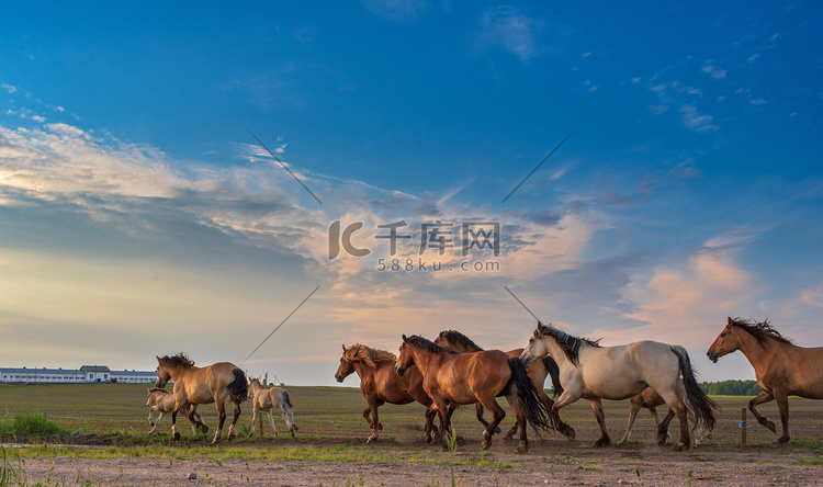 傍晚时分，一群马沿着大路奔向农
