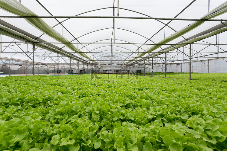温室农场中高质量的水栽植物学. 