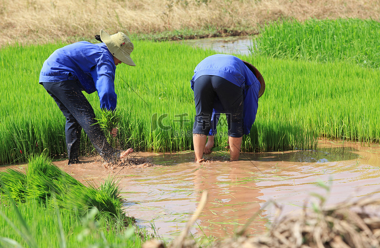 越南苗族少数民族民族农民耕耘和