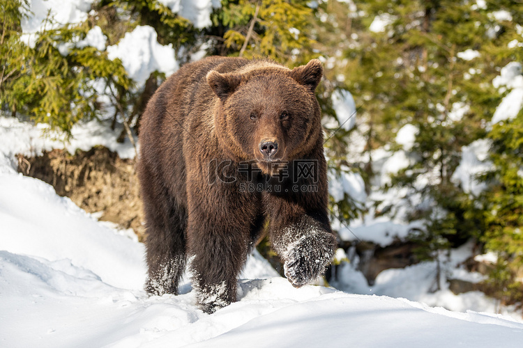 在冬季森林中的野生棕熊