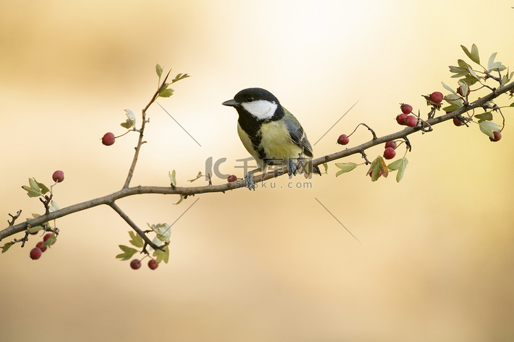 Great tit on a 