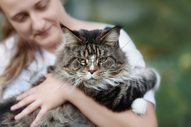 他的脸上带着好奇以外缅因库恩猫