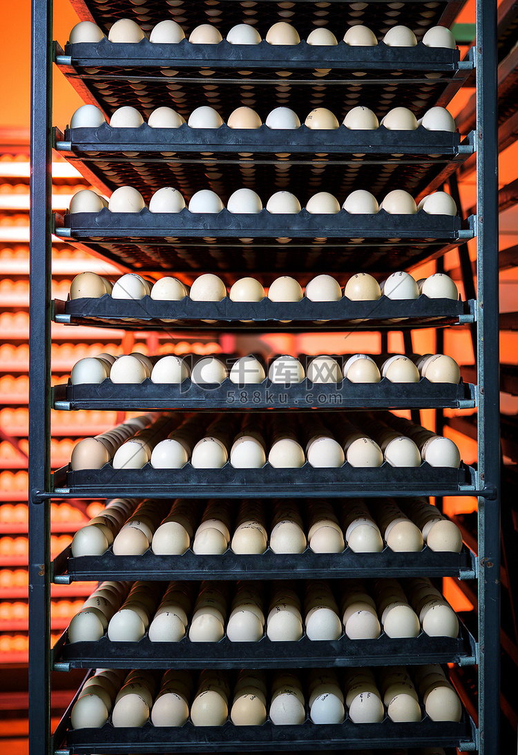 禽蛋加工厂家禽堆栈孵化场