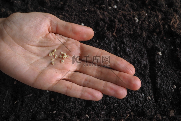 背景与泥炭盆和地面。春季种植工