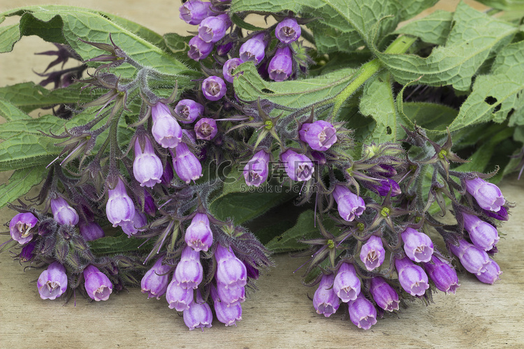 紫草科植物 （聚合铁皮石斛）。
