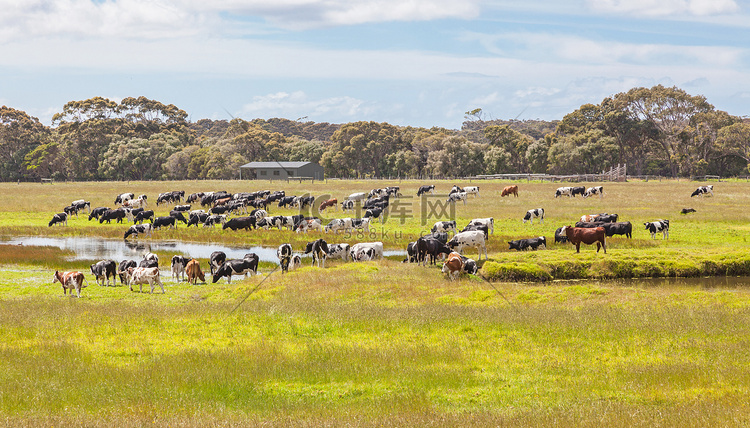 澳大利亚的奶牛场