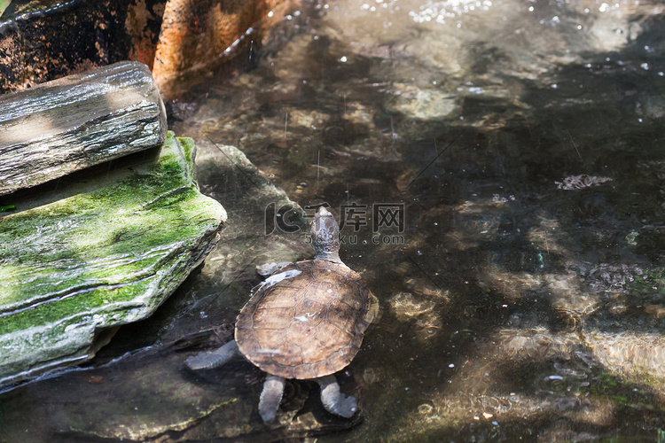 小乌龟在游泳
