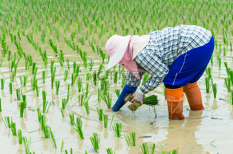 亚洲农民种植水稻 
