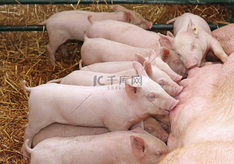 农场里的小猪正在吃母猪的奶