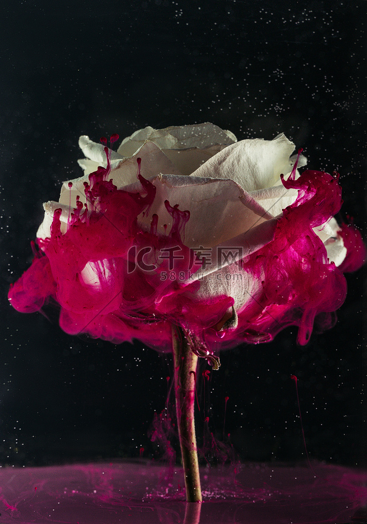 美丽嫩白玫瑰花和粉红色油漆黑色