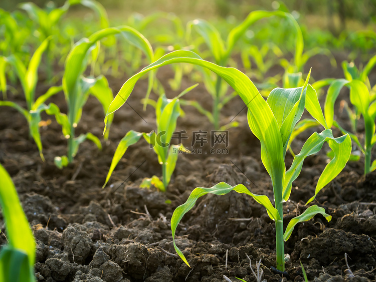 农业地块上的玉米幼苗