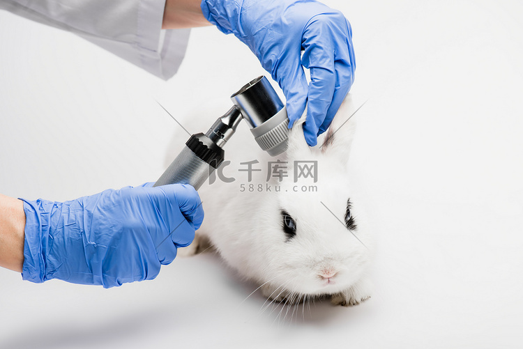兽医在白色背景下检查兔子耳朵的