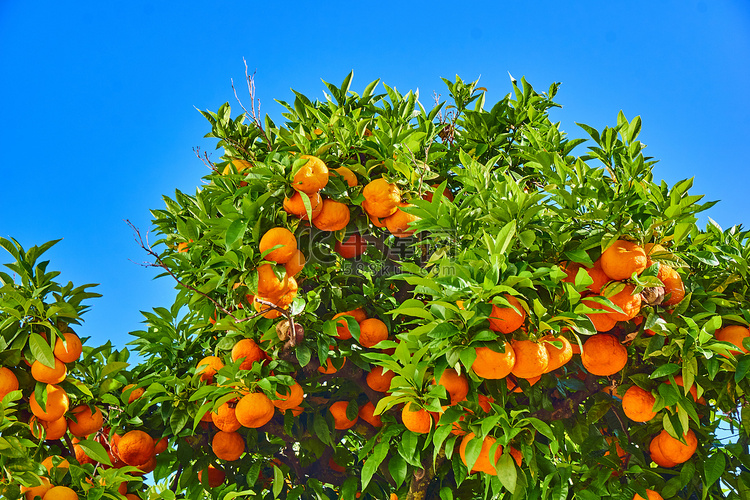 蓝色的天空树上成熟的柑橘。橘树