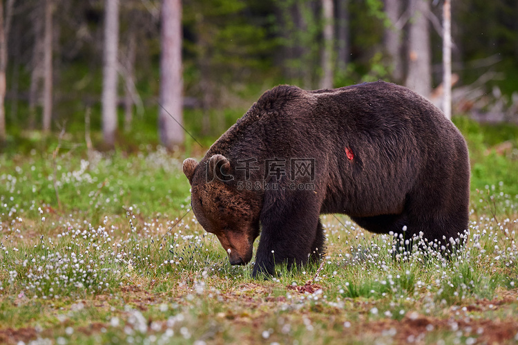大雄棕熊在精致的针叶林中散步