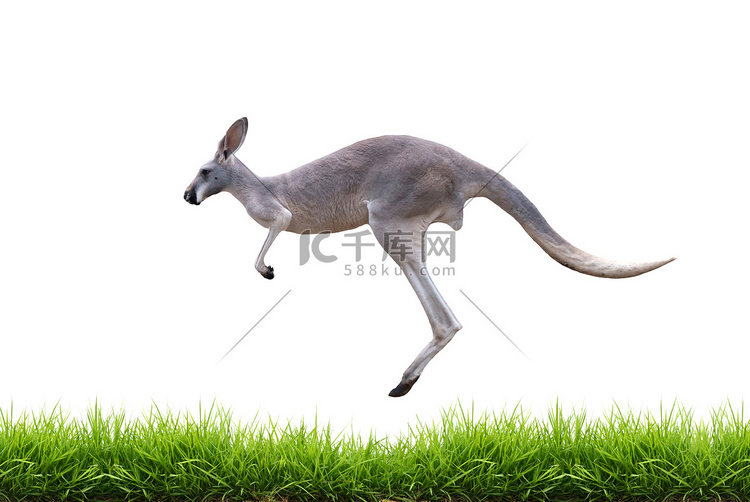 灰色袋鼠跳上孤立的绿草