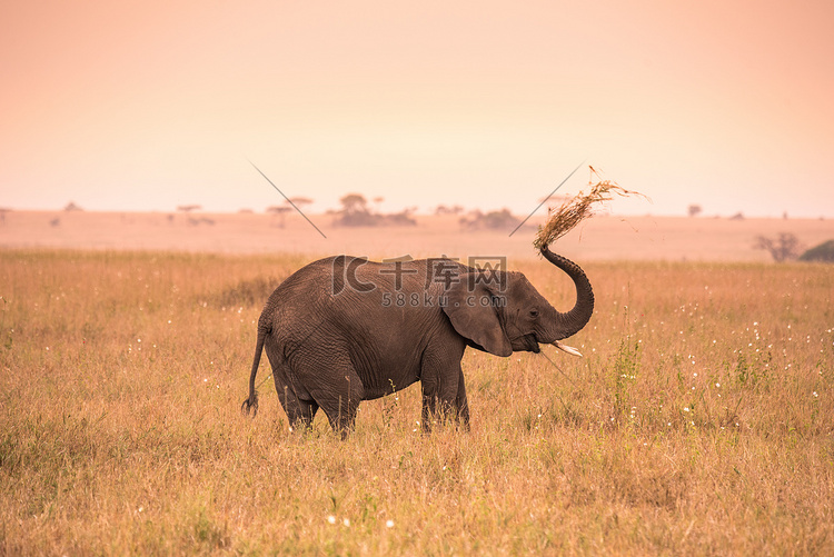 非洲小象在塞伦盖蒂的大草原在日