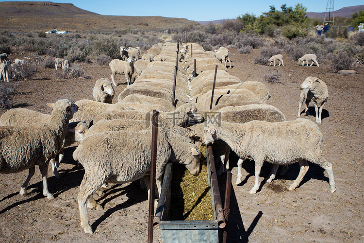  吃在南非农场的羊