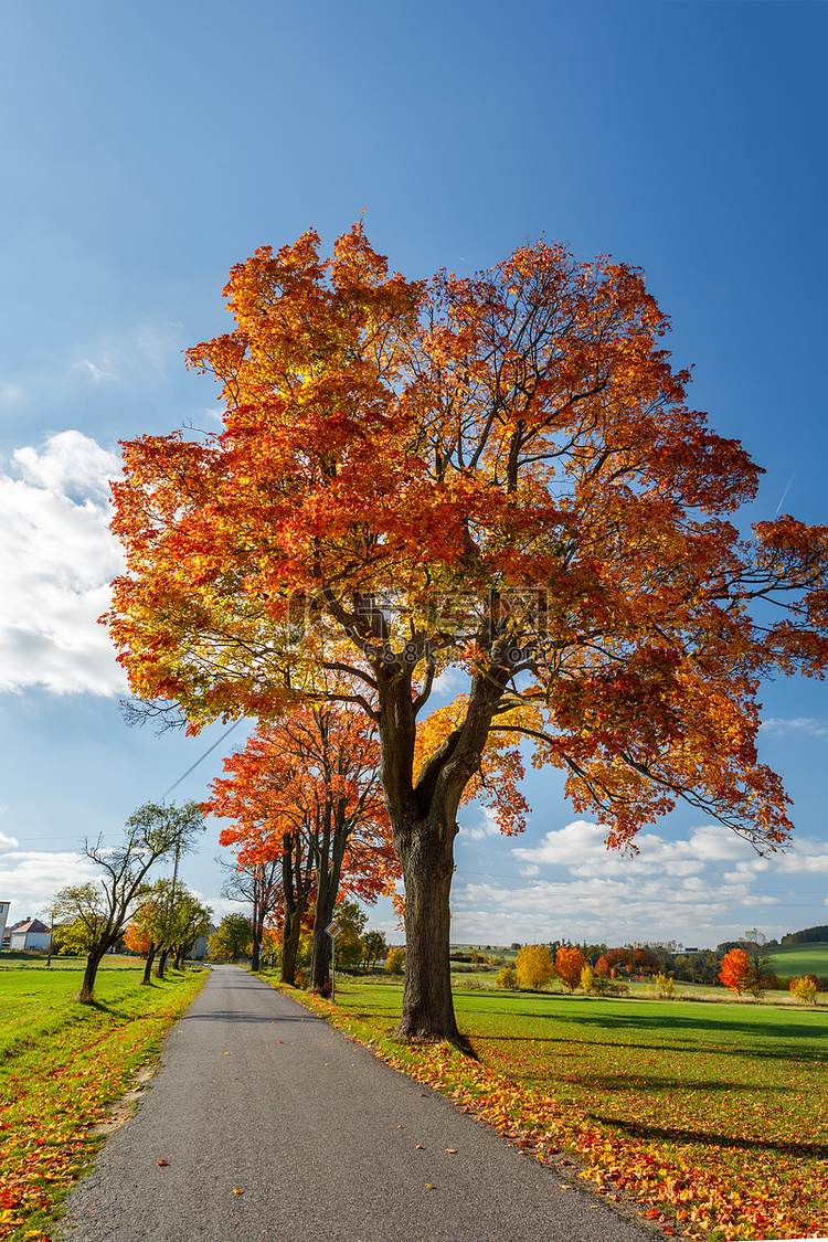 秋季景观与秋天缤纷的树木