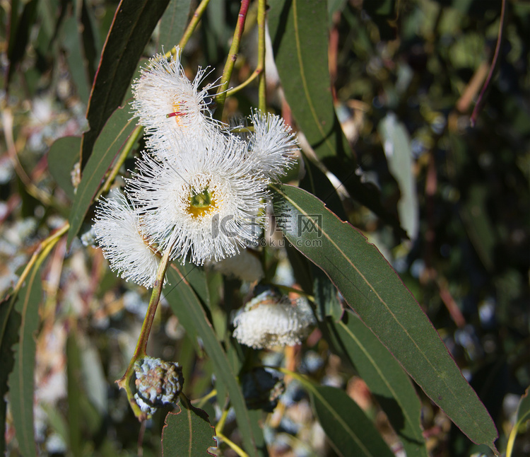 Eucalyptus globulus-Tasmanian blue gum tree